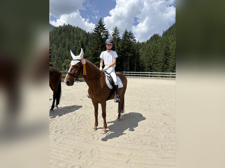 Missouri Foxtrotter Wallach 12 Jahre 157 cm Fuchs in Steeg