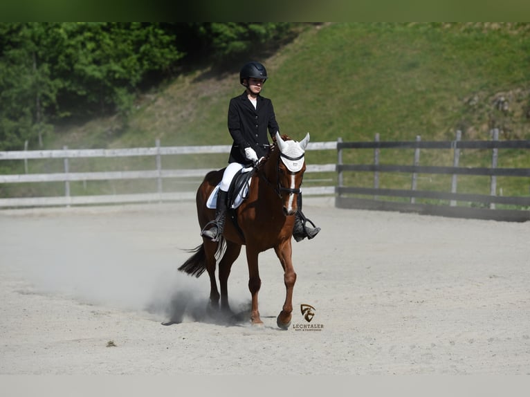 Missouri Foxtrotter Wallach 12 Jahre 157 cm Fuchs in Steeg
