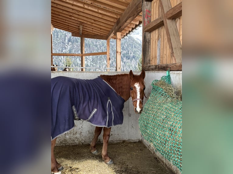 Missouri Foxtrotter Wallach 12 Jahre 157 cm Fuchs in Steeg