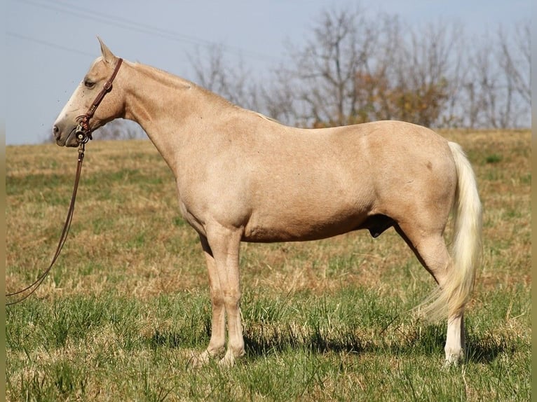 Missouri Foxtrotter Wallach 12 Jahre 157 cm Palomino in Whitley City KY