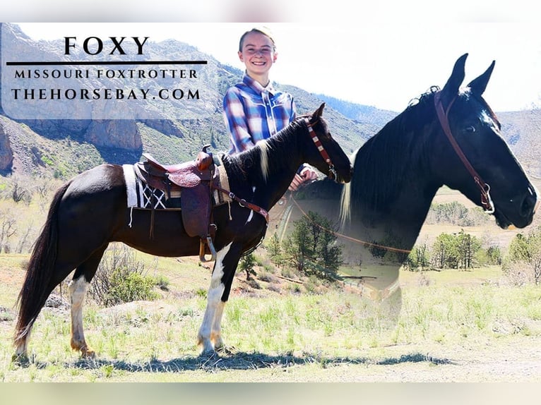 Missouri Foxtrotter Wallach 12 Jahre 157 cm Tobiano-alle-Farben in Fort Collins, CO