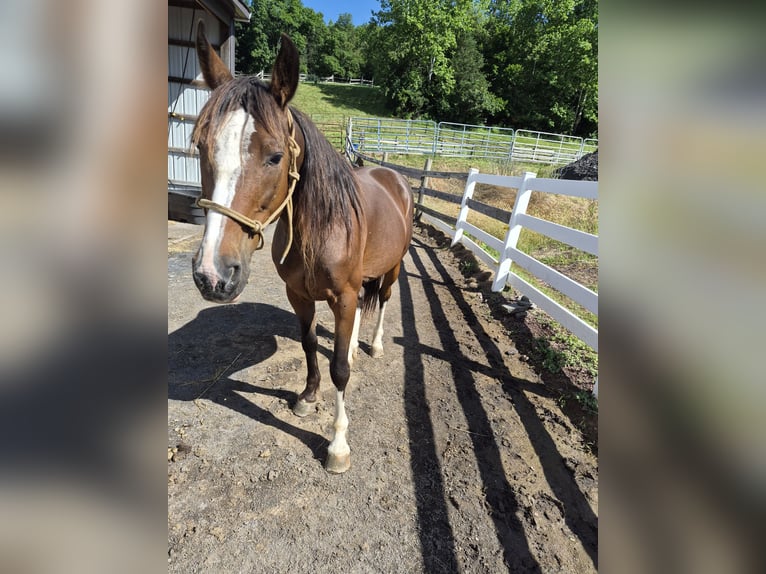 Missouri Foxtrotter Wallach 12 Jahre Rotbrauner in Blain, PA