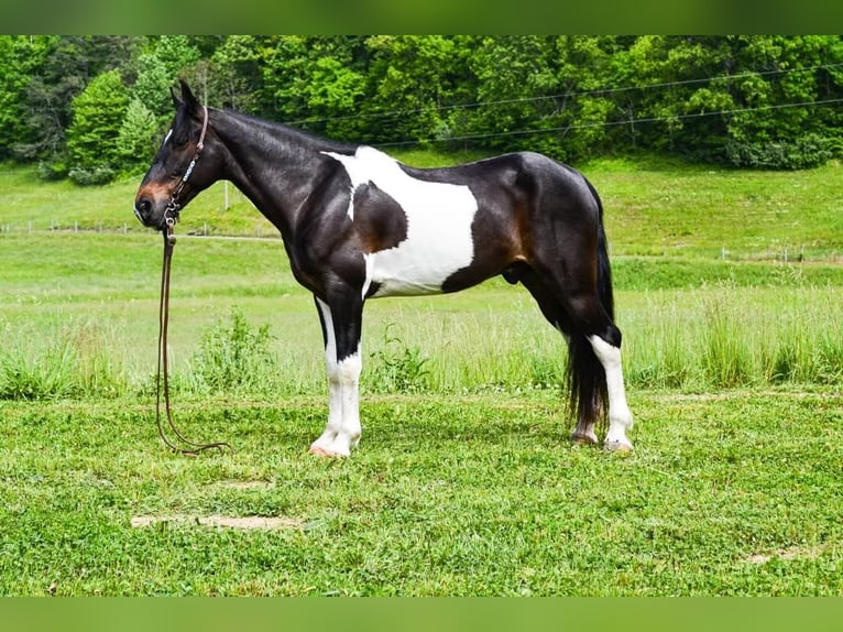 Missouri Foxtrotter Wallach 12 Jahre Tobiano-alle-Farben in Salyersville Ky