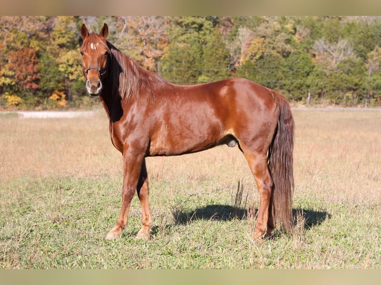 Missouri Foxtrotter Wallach 13 Jahre 145 cm Dunkelfuchs in Festus