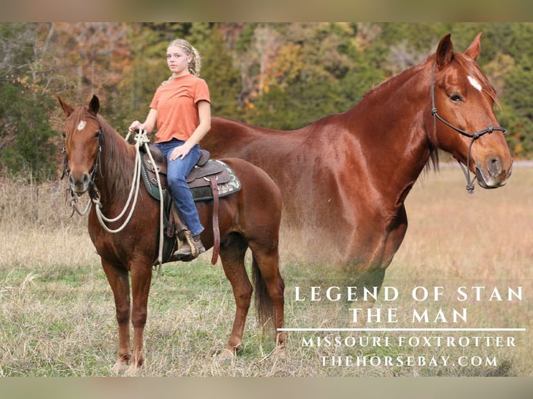 Missouri Foxtrotter Wallach 13 Jahre 147 cm Dunkelfuchs in Festus, MO