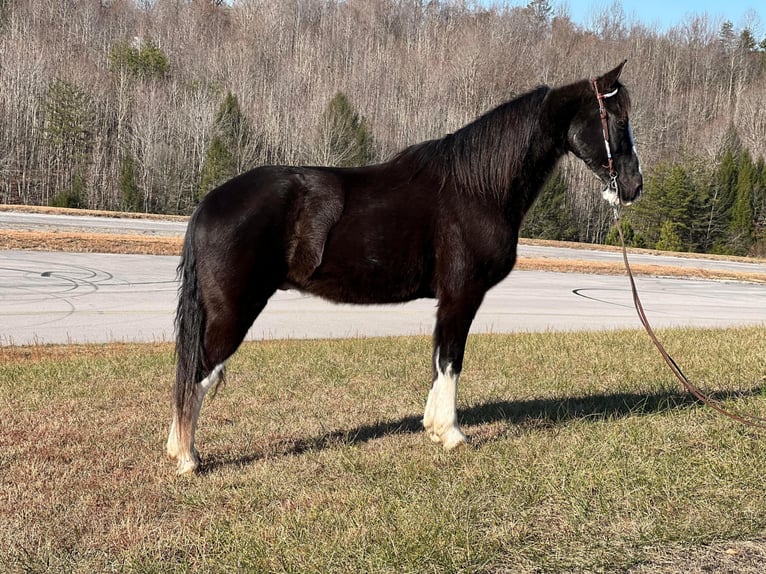 Missouri Foxtrotter Wallach 13 Jahre 150 cm Rappe in Whitley City KY