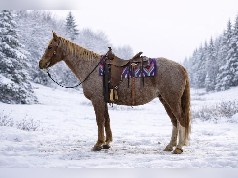 Missouri Foxtrotter Wallach 13 Jahre 150 cm Roan-Red in Battle Creek