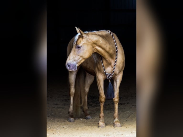 Missouri Foxtrotter Wallach 13 Jahre 152 cm Palomino in Brookesville Ky