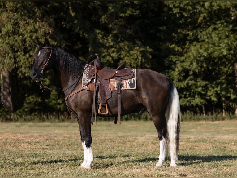 Missouri Foxtrotter Wallach 13 Jahre 152 cm Rappe in Marble Hill