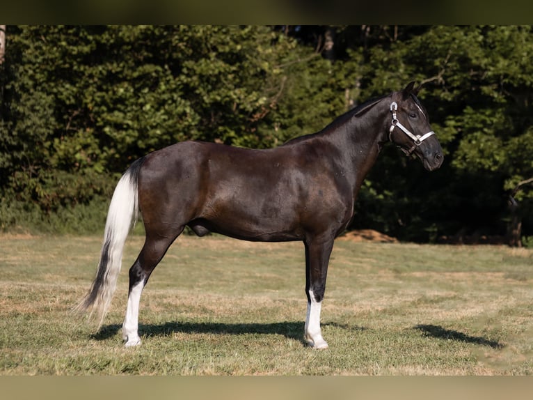 Missouri Foxtrotter Wallach 13 Jahre 152 cm Rappe in Marble Hill