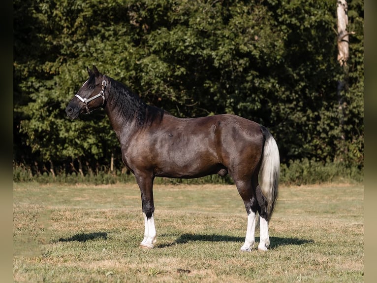 Missouri Foxtrotter Wallach 13 Jahre 152 cm Rappe in Marble Hill