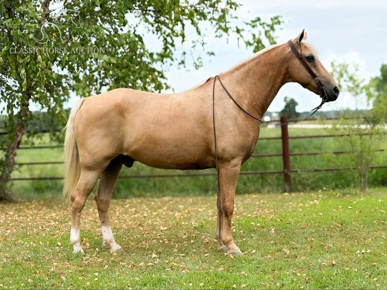 Missouri Foxtrotter Wallach 13 Jahre 152 cm in Houston MO