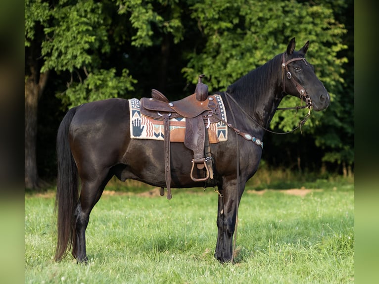 Missouri Foxtrotter Wallach 14 Jahre 152 cm Rappe in Marble Hill