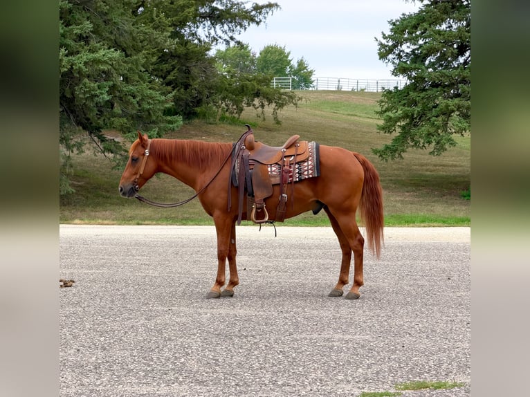 Missouri Foxtrotter Wallach 14 Jahre 152 cm Rotfuchs in Cannon Falls