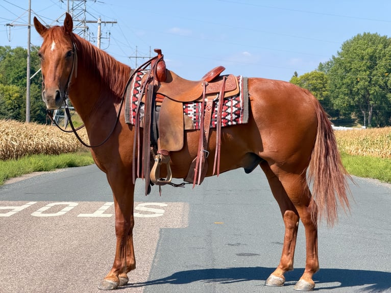 Missouri Foxtrotter Wallach 14 Jahre 152 cm Rotfuchs in Cannon Falls