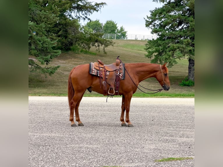 Missouri Foxtrotter Wallach 14 Jahre 152 cm Rotfuchs in Cannon Falls
