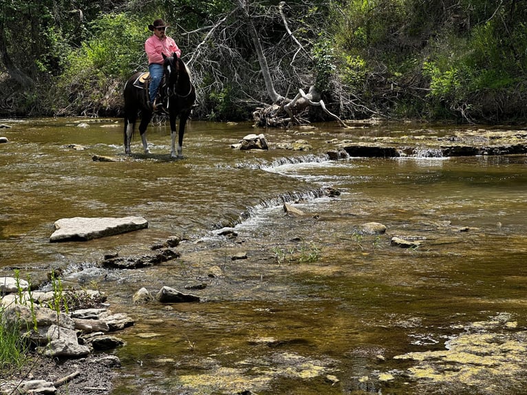 Missouri Foxtrotter Wallach 14 Jahre 152 cm Tobiano-alle-Farben in Stephenville TX