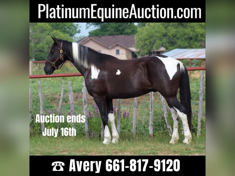 Missouri Foxtrotter Wallach 14 Jahre 152 cm Tobiano-alle-Farben in Stephenville TX