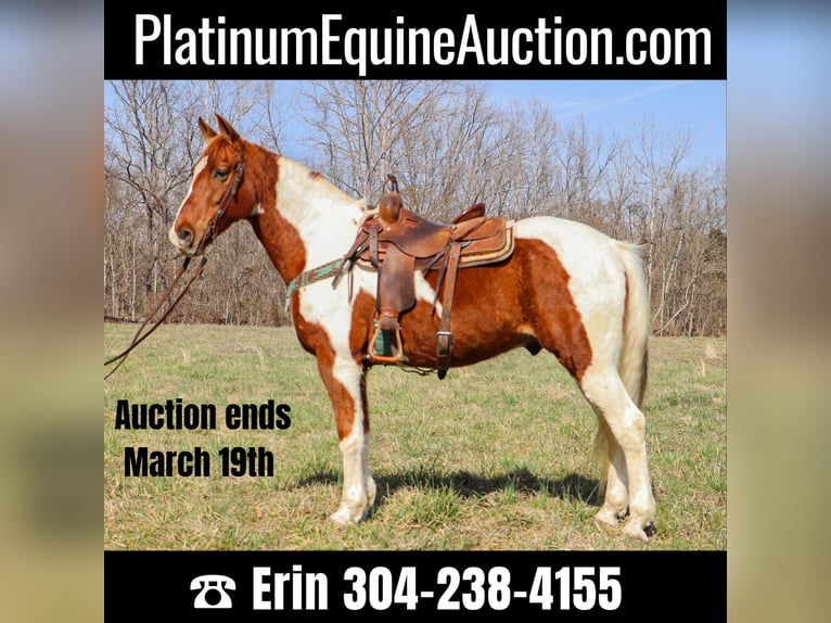 Missouri Foxtrotter Wallach 14 Jahre 155 cm Tobiano-alle-Farben in Hillsboro KY