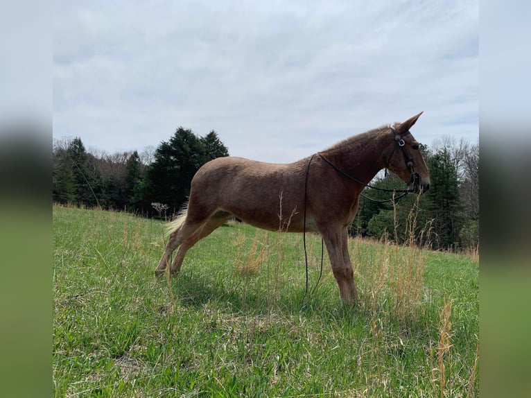 Missouri Foxtrotter Wallach 15 Jahre 152 cm Palomino in Whitley City KY
