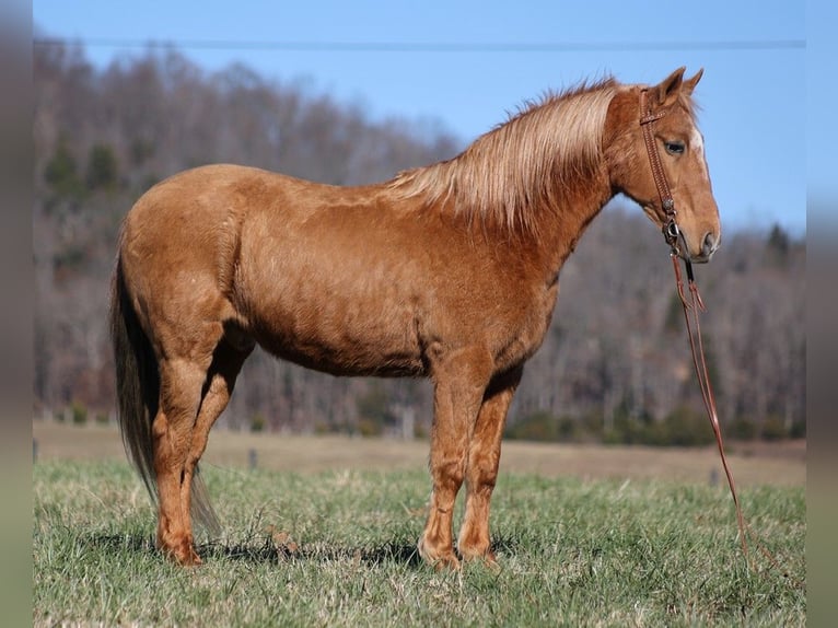 Missouri Foxtrotter Wallach 15 Jahre 152 cm Palomino in Whitley City Ky