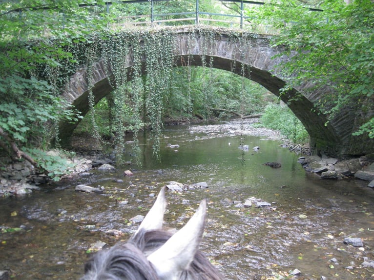 Missouri Foxtrotter Wallach 15 Jahre 153 cm Apfelschimmel in Winterwerb