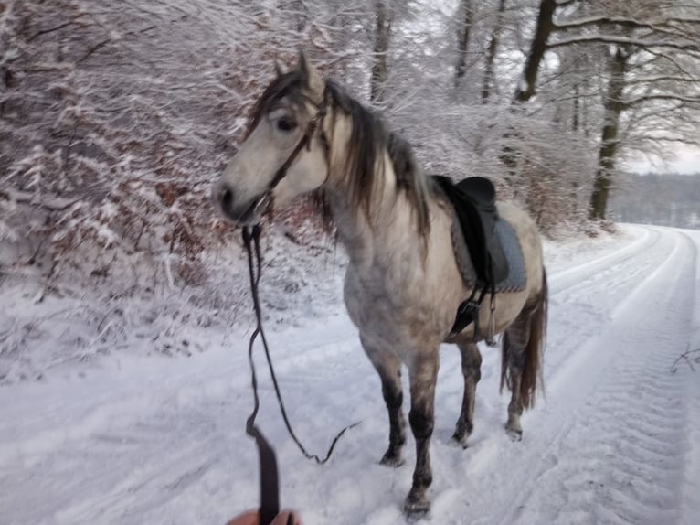 Missouri Foxtrotter Wallach 15 Jahre 153 cm Apfelschimmel in Winterwerb