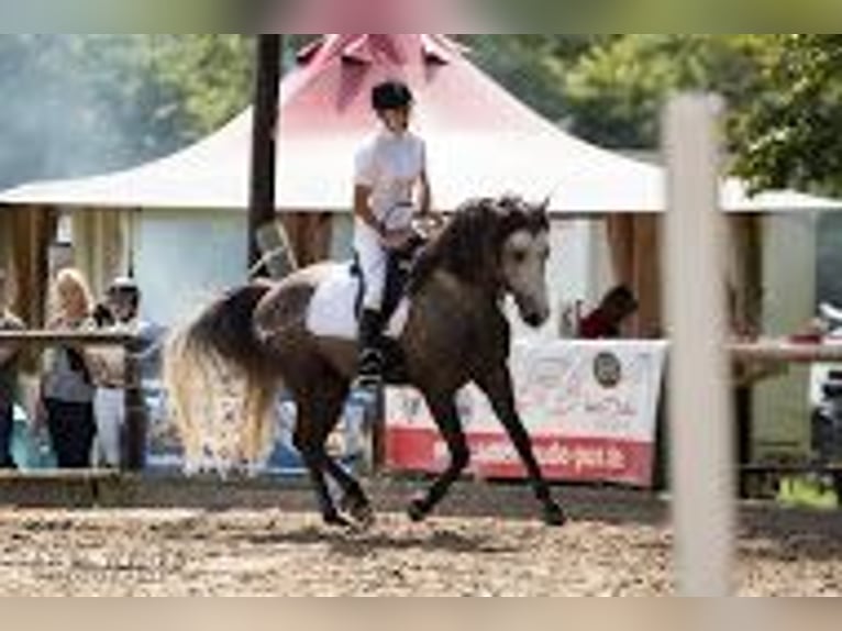 Missouri Foxtrotter Wallach 15 Jahre 153 cm Apfelschimmel in Winterwerb