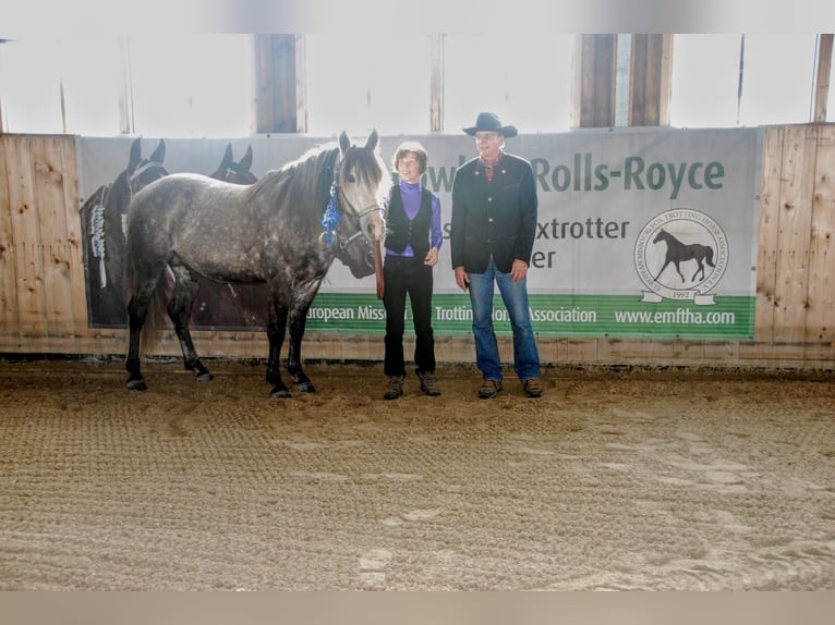 Missouri Foxtrotter Wallach 15 Jahre 153 cm Apfelschimmel in Winterwerb