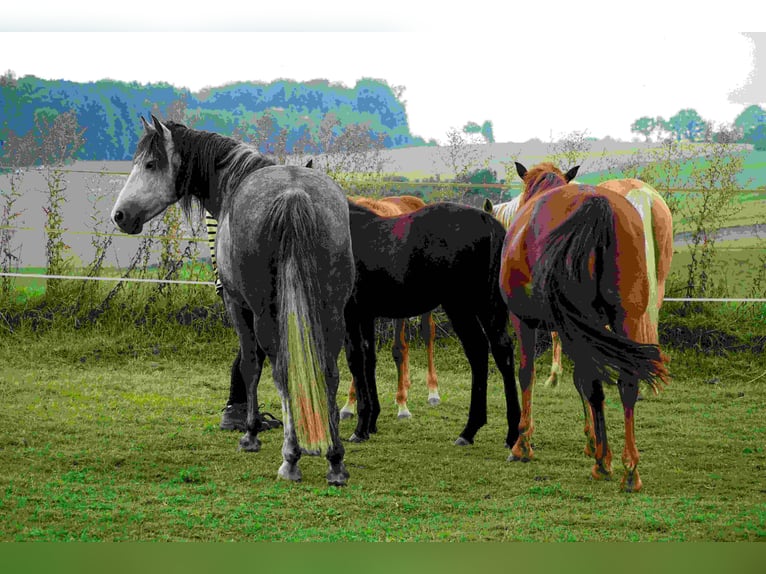 Missouri Foxtrotter Wallach 15 Jahre 153 cm Apfelschimmel in Winterwerb
