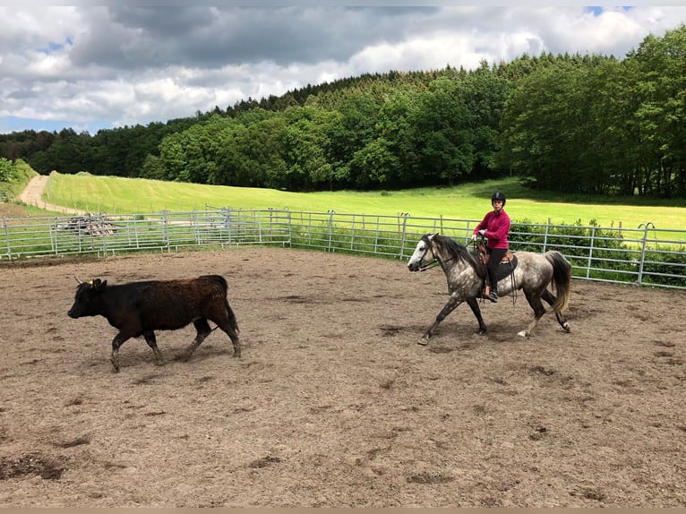 Missouri Foxtrotter Wallach 15 Jahre 153 cm Apfelschimmel in Winterwerb