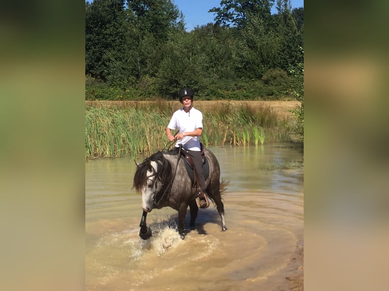 Missouri Foxtrotter Wallach 15 Jahre 153 cm Apfelschimmel in Winterwerb
