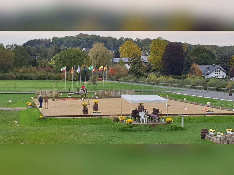 Missouri Foxtrotter Wallach 15 Jahre 153 cm Apfelschimmel in Winterwerb