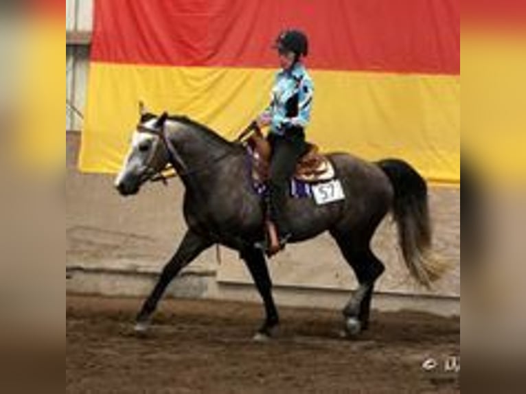 Missouri Foxtrotter Wallach 15 Jahre 153 cm Apfelschimmel in Winterwerb