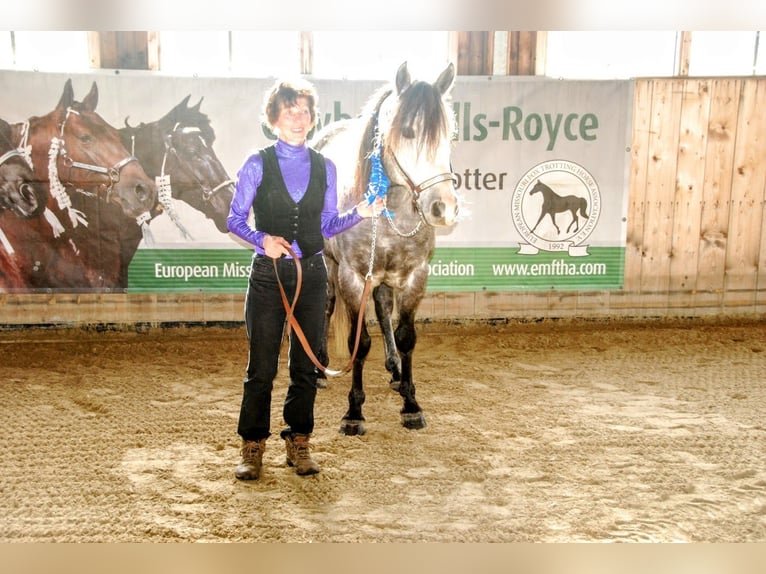 Missouri Foxtrotter Wallach 15 Jahre 153 cm Apfelschimmel in Winterwerb