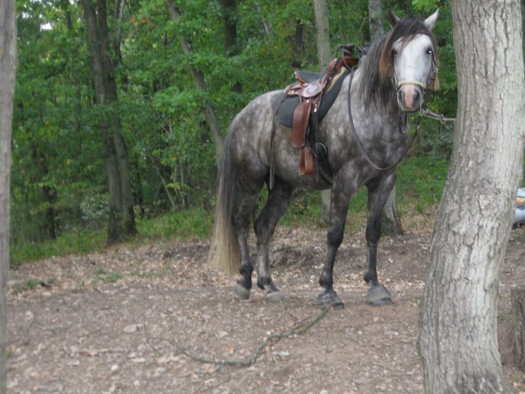Missouri Foxtrotter Wallach 15 Jahre 153 cm Apfelschimmel in Winterwerb