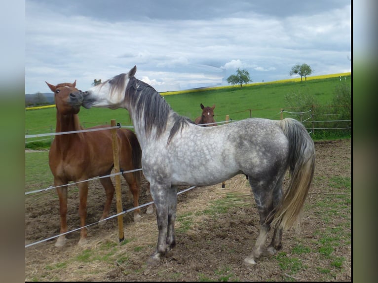 Missouri Foxtrotter Wallach 15 Jahre 153 cm Apfelschimmel in Winterwerb