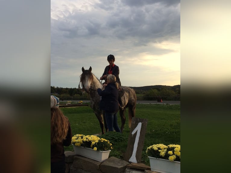 Missouri Foxtrotter Wallach 15 Jahre 153 cm Apfelschimmel in Winterwerb