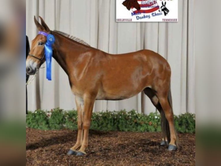 Missouri Foxtrotter Wallach 16 Jahre 152 cm Palomino in Whitley City KY