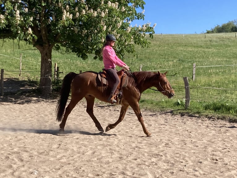 Missouri Foxtrotter Wallach 17 Jahre 160 cm Fuchs in Gummersbach