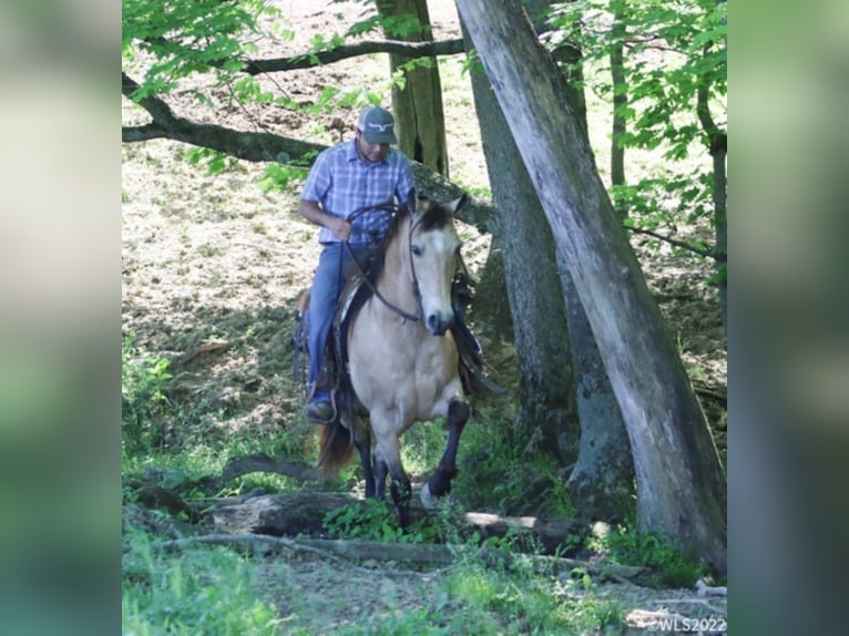 Missouri Foxtrotter Wallach 17 Jahre Buckskin in Brooksville Ky