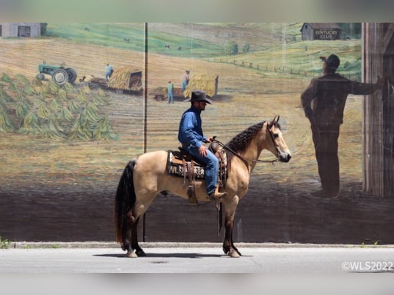 Missouri Foxtrotter Wallach 17 Jahre Buckskin in Brooksville Ky