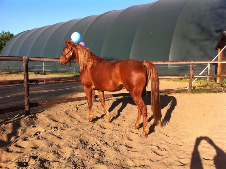 Missouri Foxtrotter Wallach 19 Jahre Fuchs in hamburg