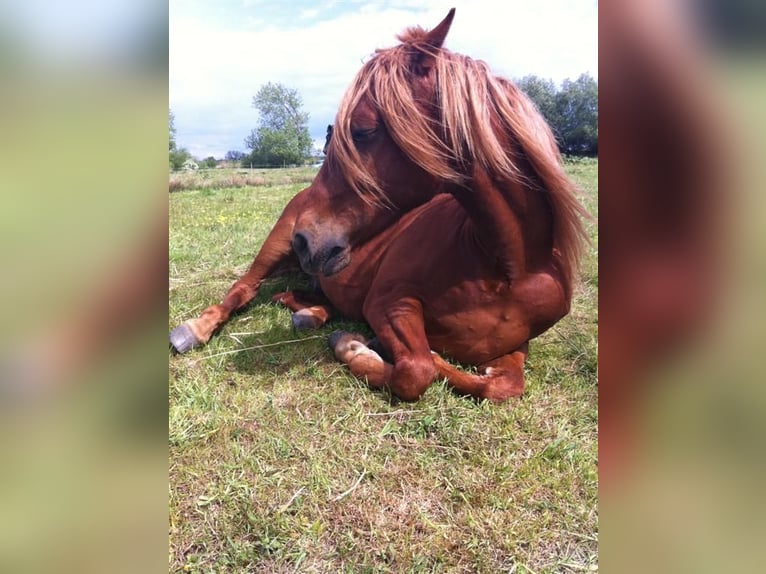 Missouri Foxtrotter Wallach 19 Jahre Fuchs in hamburg