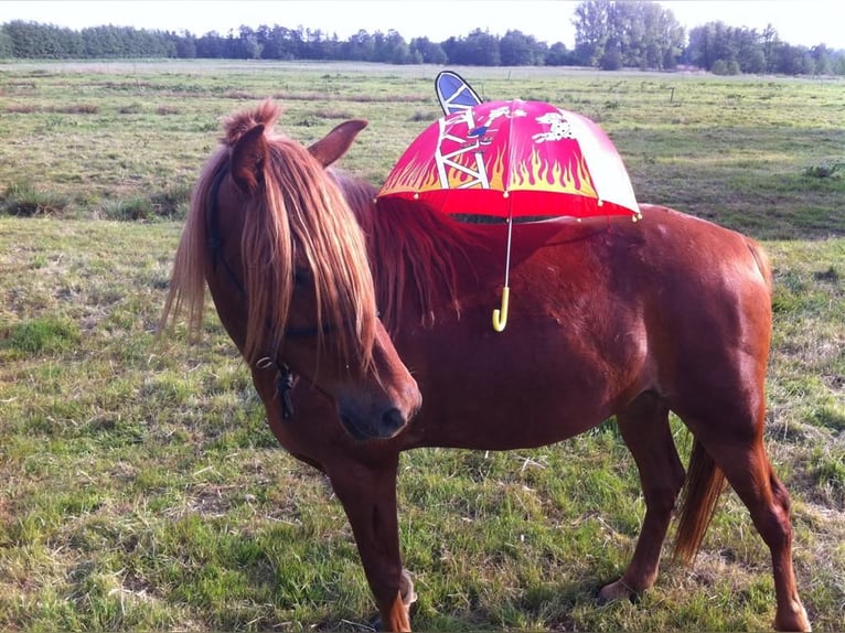 Missouri Foxtrotter Wallach 19 Jahre Fuchs in hamburg