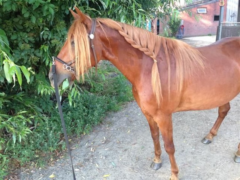 Missouri Foxtrotter Wallach 19 Jahre Fuchs in hamburg