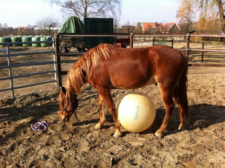 Missouri Foxtrotter Wallach 19 Jahre Fuchs in hamburg