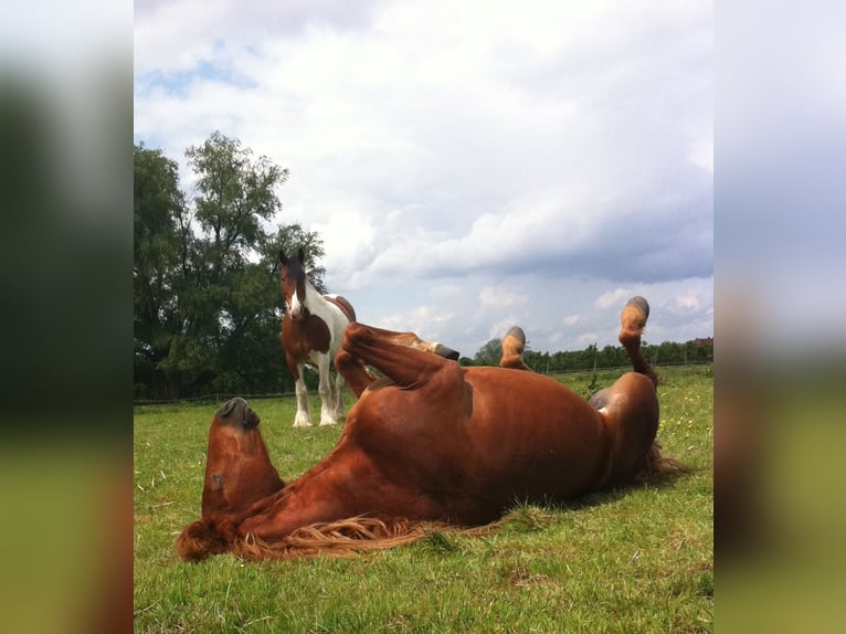 Missouri Foxtrotter Wallach 19 Jahre Fuchs in hamburg