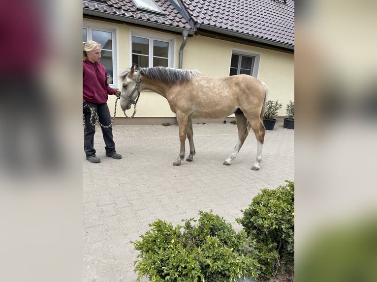 Missouri Foxtrotter Wallach 1 Jahr Buckskin in Biesenthal