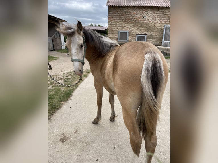 Missouri Foxtrotter Wallach 1 Jahr Buckskin in Biesenthal